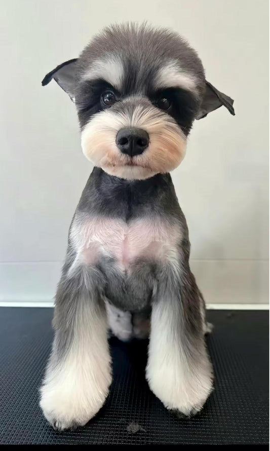 Custom 3D Felted Dog Sculpture – Handcrafted Miniature Pet Art in Display Box
